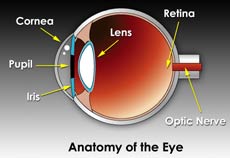 Anatomy of the Eye